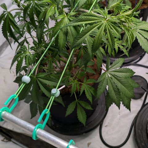 Frostbanger  #1 growlog timeline photo