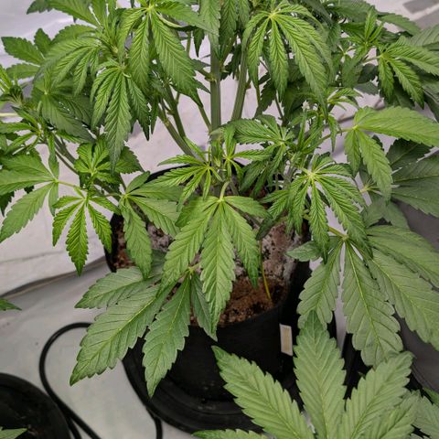 Frostbanger  #2 growlog timeline photo