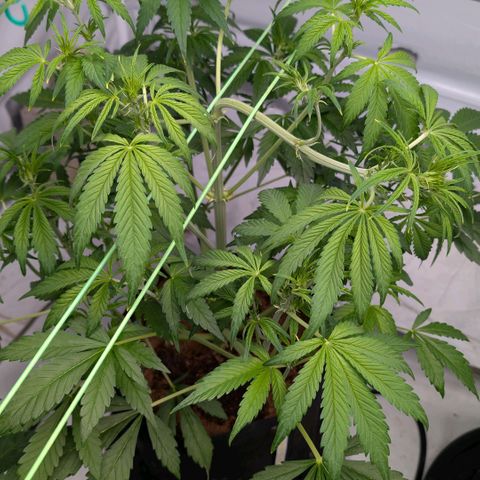 Frostbanger  #3 growlog timeline photo