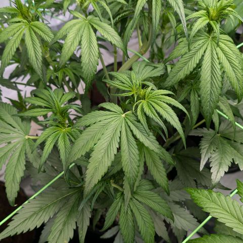 Strawberry Gorilla  #1 growlog timeline photo