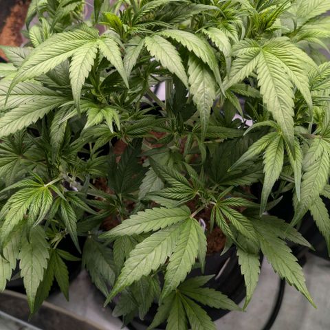 Strawberry Gorilla  #2 growlog timeline photo
