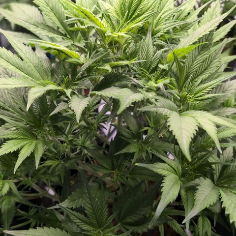 Strawberry Gorilla  #2 growlog timeline photo