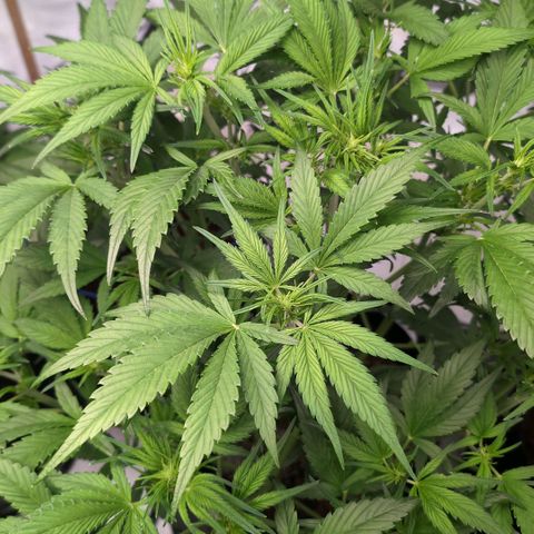 Strawberry Gorilla  #3 growlog timeline photo