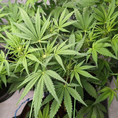 Frostbanger  #3 growlog timeline photo