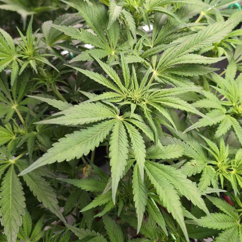 Frostbanger  #2 growlog timeline photo