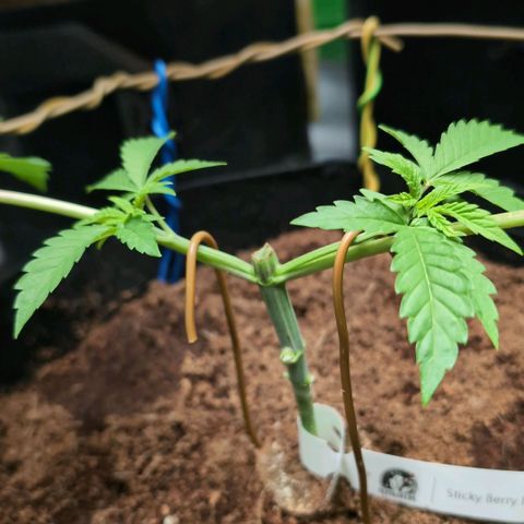 Sticky Berry Mints XXL  #3 growlog timeline photo