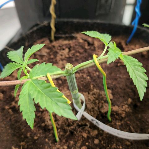 Sticky Berry Mints XXL  #1 growlog timeline photo