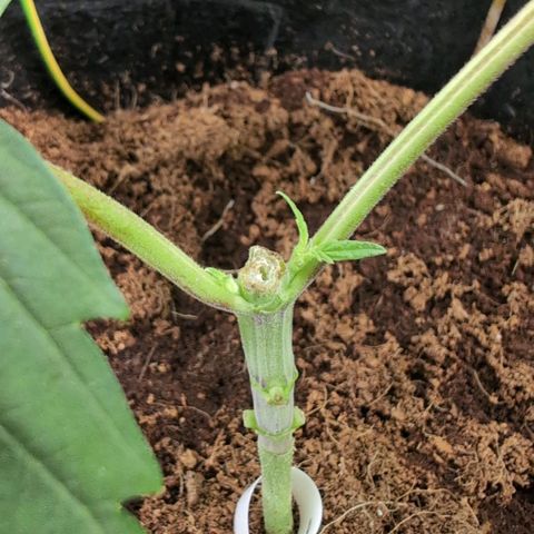 Triple Mints XXL  #2 growlog timeline photo
