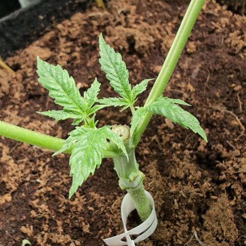 Triple Mints XXL  #3 growlog timeline photo