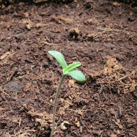Cherry Bush F1 #2 growlog timeline photo