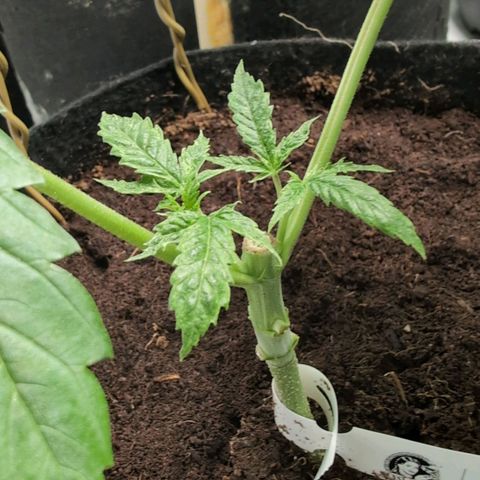 Triple Mints XXL  #3 growlog timeline photo