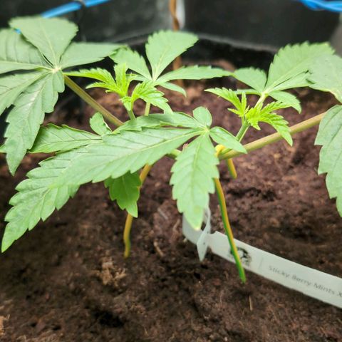 Sticky Berry Mints XXL  #2 growlog timeline photo