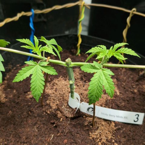 Sticky Berry Mints XXL  #3 growlog timeline photo