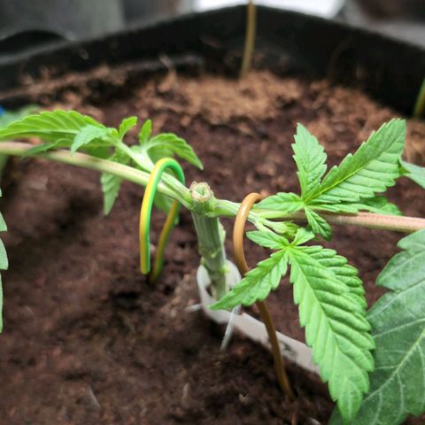 Triple Mints XXL  #1 growlog timeline photo