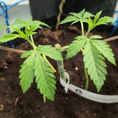 Sticky Berry Mints XXL  #1 growlog timeline photo