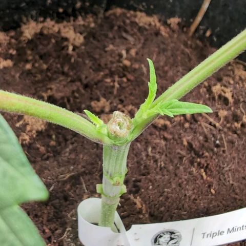 Triple Mints XXL  #2 growlog timeline photo