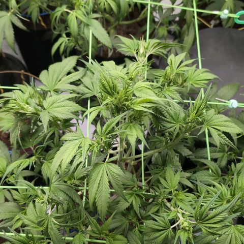 Strawberry Gorilla  #2 growlog timeline photo