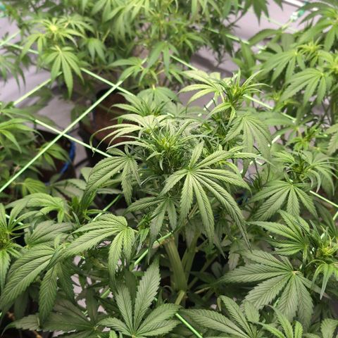 Strawberry Gorilla  #1 growlog timeline photo