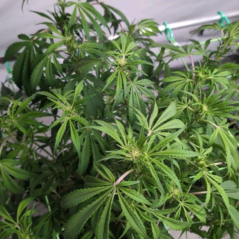 Frostbanger  #1 growlog timeline photo