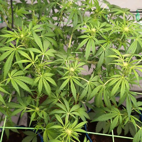 Frostbanger  #3 growlog timeline photo
