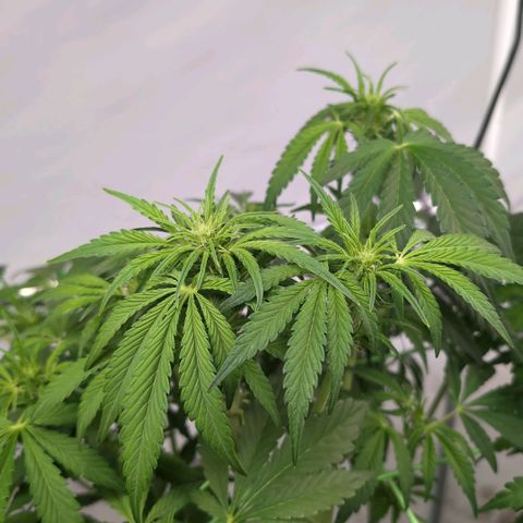 Frostbanger  #2 growlog timeline photo