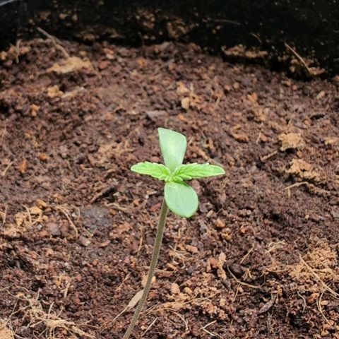 Cherry Bush F1 #2 growlog timeline photo