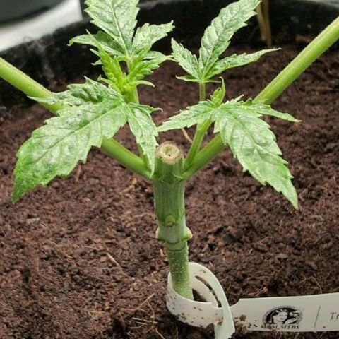 Triple Mints XXL  #3 growlog timeline photo
