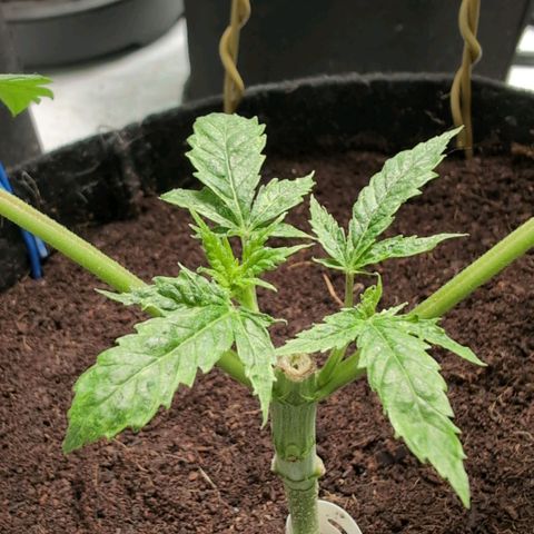 Triple Mints XXL  #3 growlog timeline photo