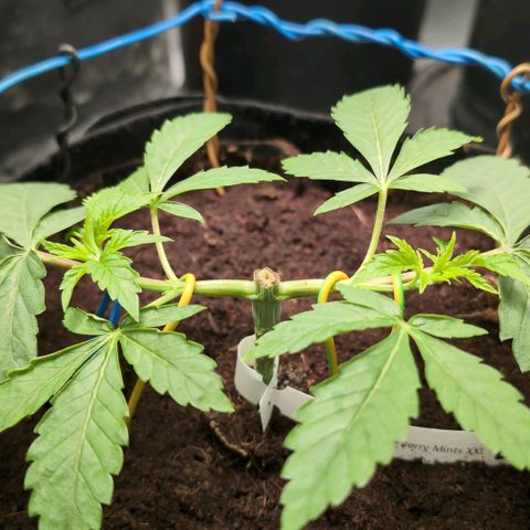 Sticky Berry Mints XXL  #2 growlog timeline photo