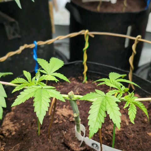 Sticky Berry Mints XXL  #3 growlog timeline photo