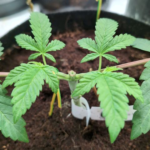 Triple Mints XXL  #1 growlog timeline photo