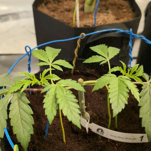 Sticky Berry Mints XXL  #1 growlog timeline photo