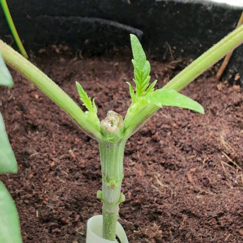 Triple Mints XXL  #2 growlog timeline photo