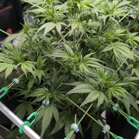 Strawberry Gorilla  #2 growlog timeline photo