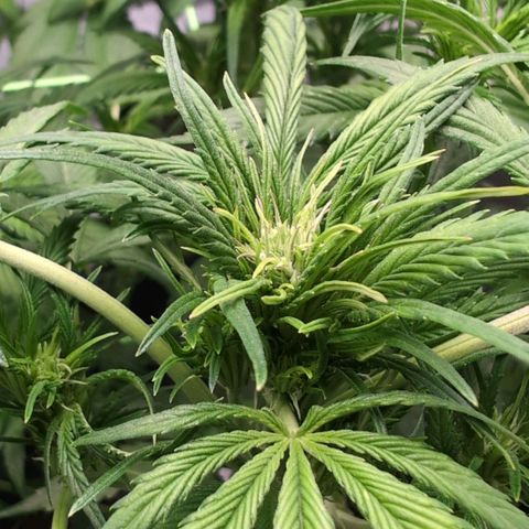 Strawberry Gorilla  #1 growlog timeline photo