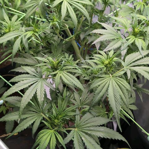 Strawberry Gorilla  #1 growlog timeline photo