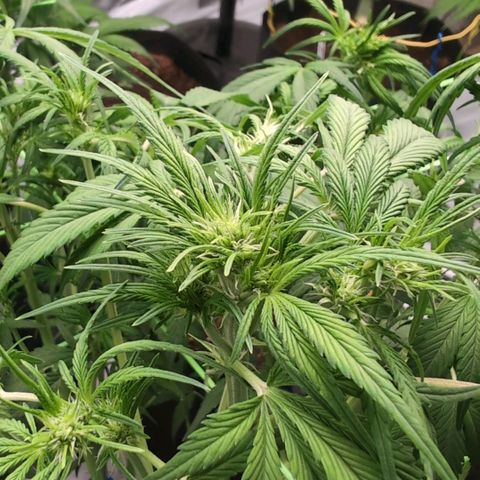 Strawberry Gorilla  #3 growlog timeline photo