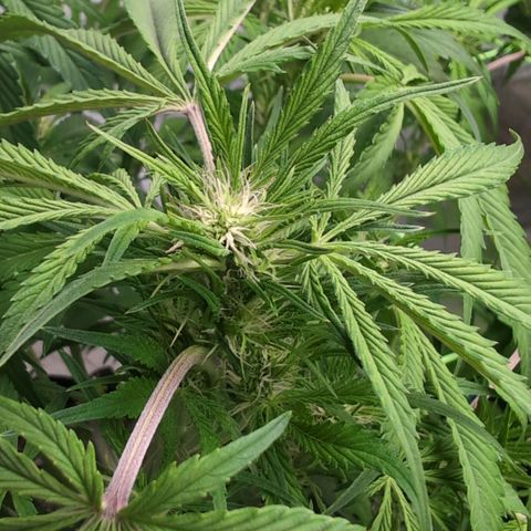 Frostbanger  #1 growlog timeline photo