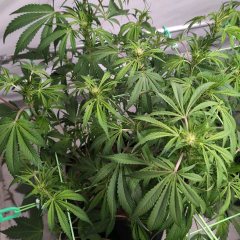 Frostbanger  #1 growlog timeline photo