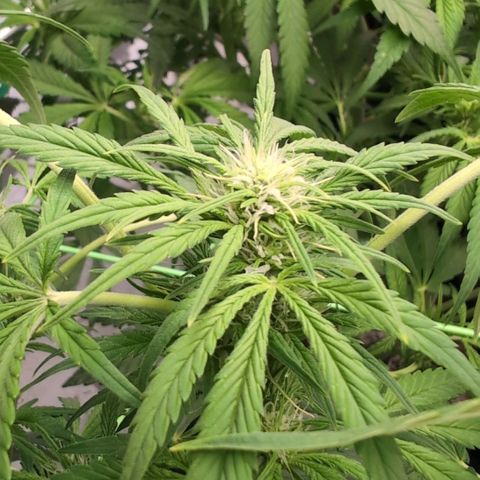 Frostbanger  #3 growlog timeline photo