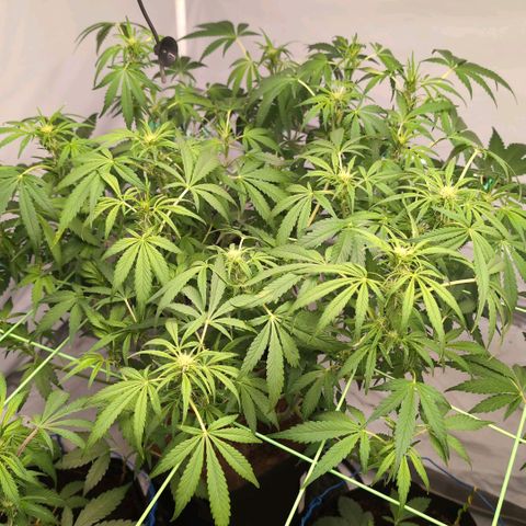 Frostbanger  #3 growlog timeline photo