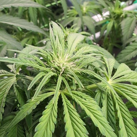 Frostbanger  #2 growlog timeline photo