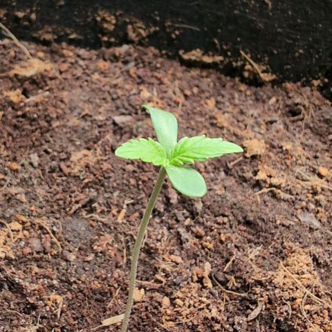 Cherry Bush F1 #2 growlog timeline photo