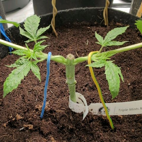 Triple Mints XXL  #3 growlog timeline photo