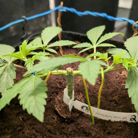 Sticky Berry Mints XXL  #2 growlog timeline photo