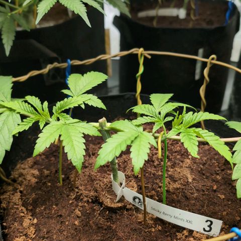 Sticky Berry Mints XXL  #3 growlog timeline photo