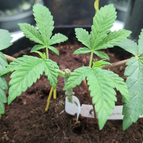 Triple Mints XXL  #1 growlog timeline photo