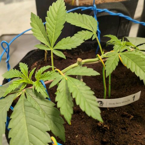 Sticky Berry Mints XXL  #1 growlog timeline photo