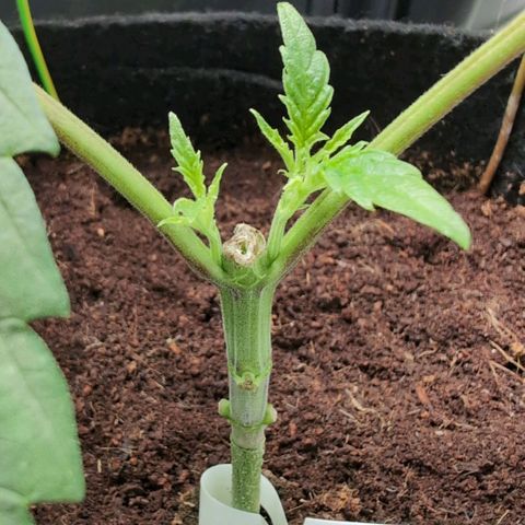 Triple Mints XXL  #2 growlog timeline photo