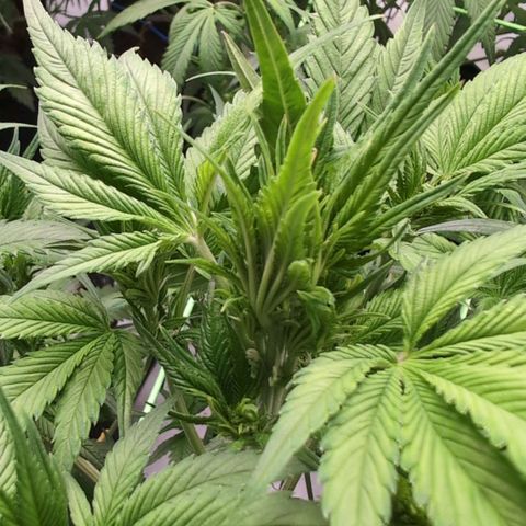 Strawberry Gorilla  #2 growlog timeline photo
